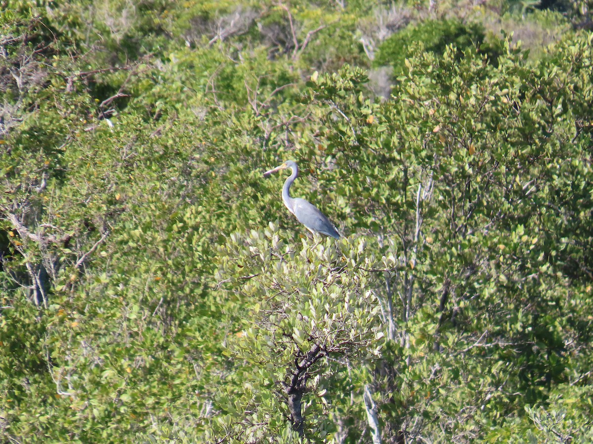 Üç Renkli Balıkçıl - ML644520839