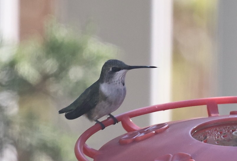 Ruby-throated Hummingbird - ML644520841