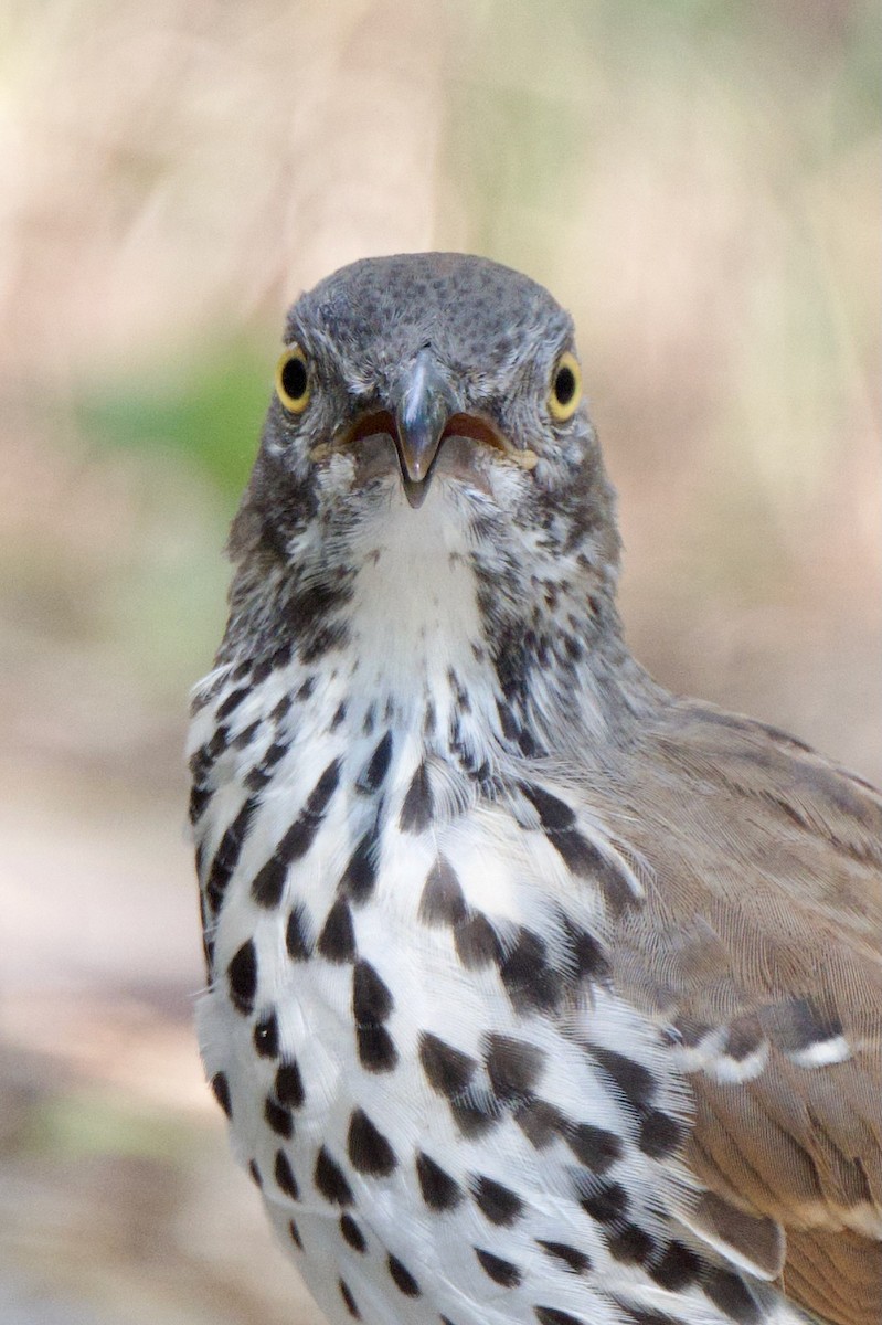 Long-billed Thrasher - ML644520848