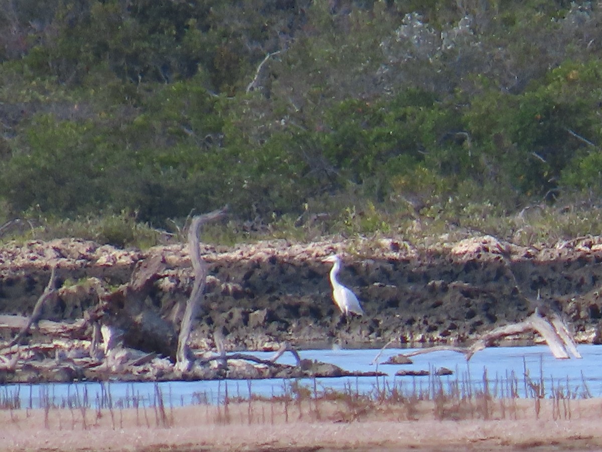 Kızılca Balıkçıl - ML644520855