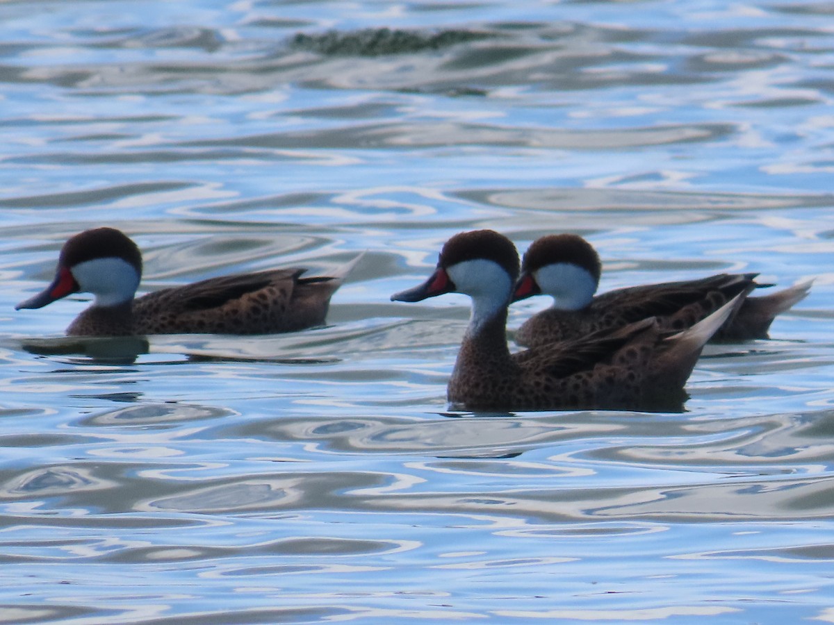 Ak Gerdanlı Kılkuyruk - ML644520859