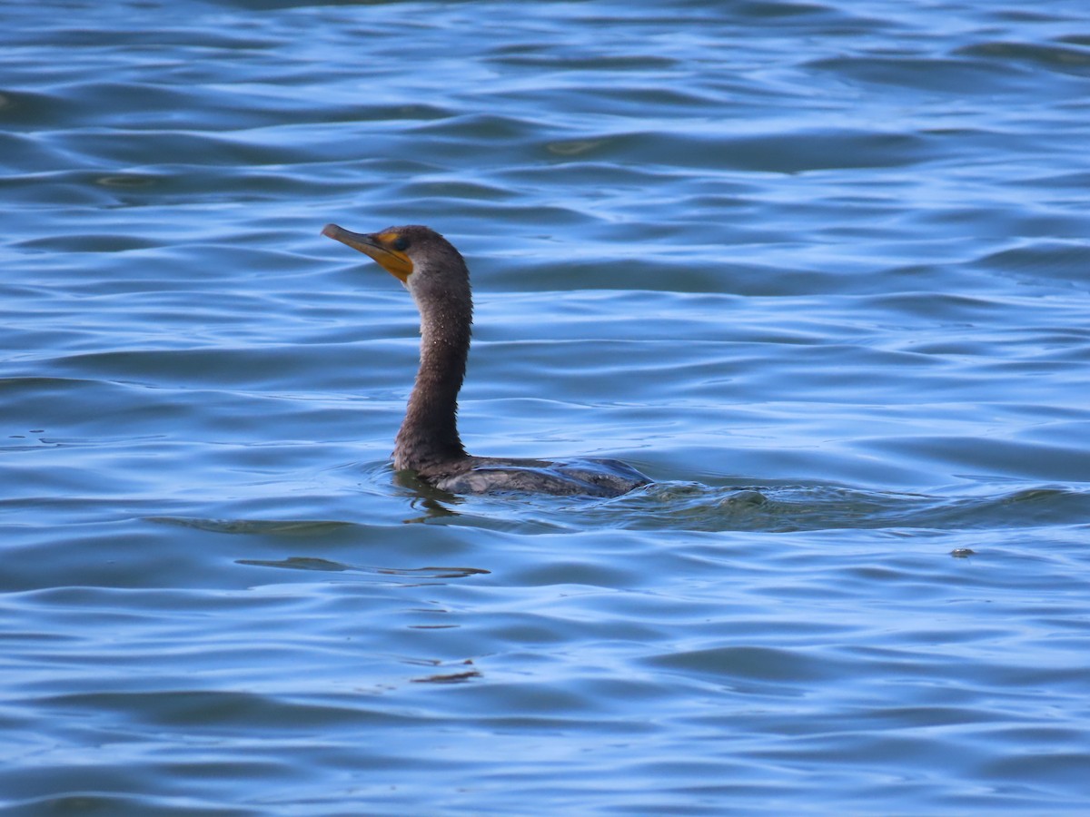 Kulaklı Karabatak - ML644520860