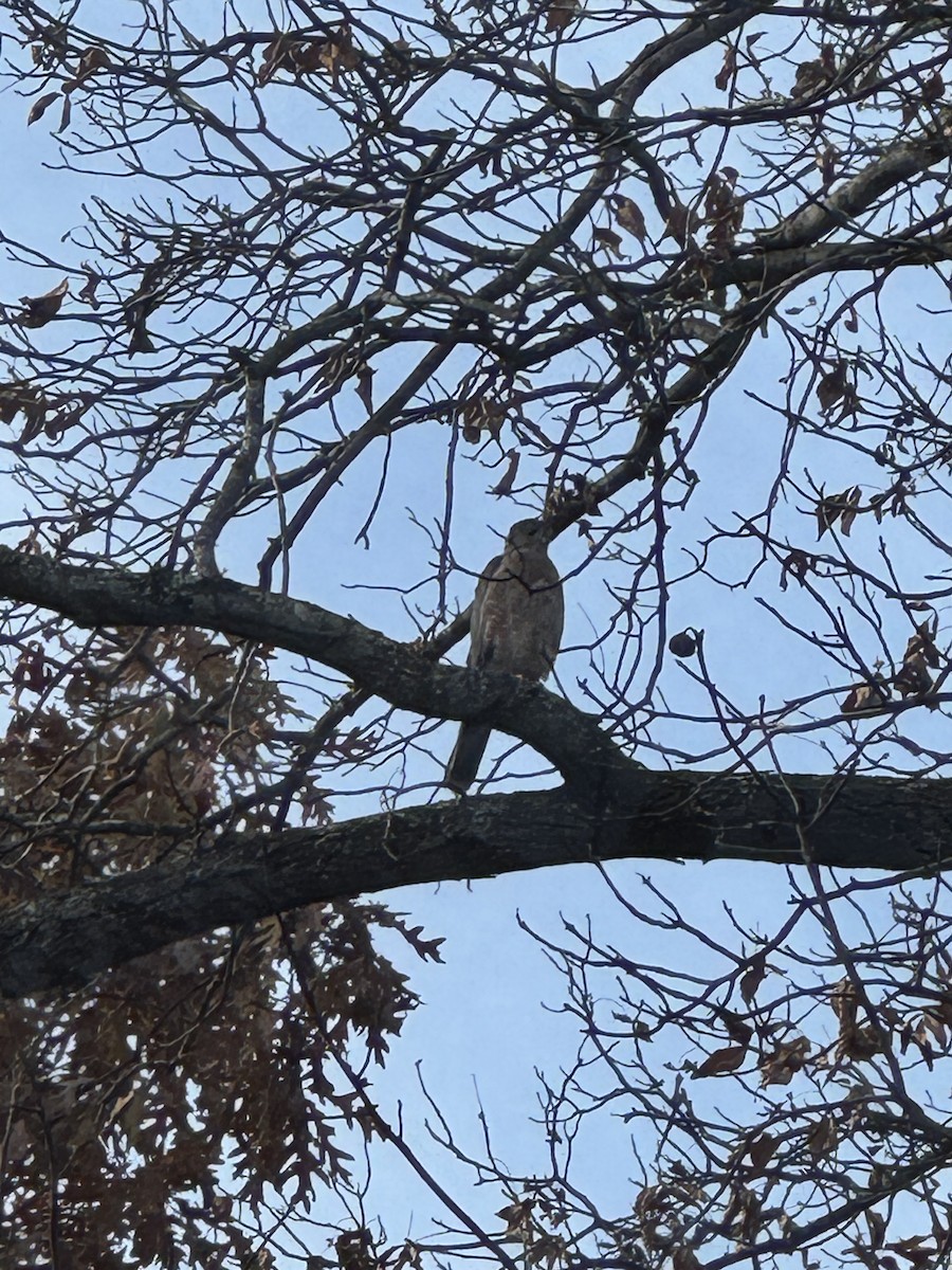 Cooper's Hawk - ML644520867