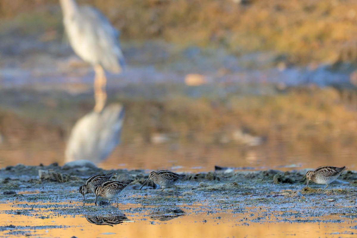 Wilson's Snipe - ML644520868