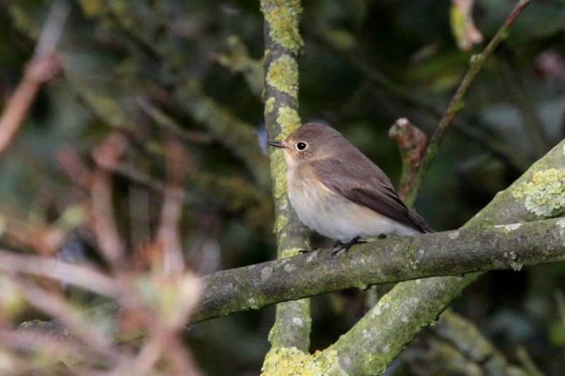 lejsek malý - ML644520876