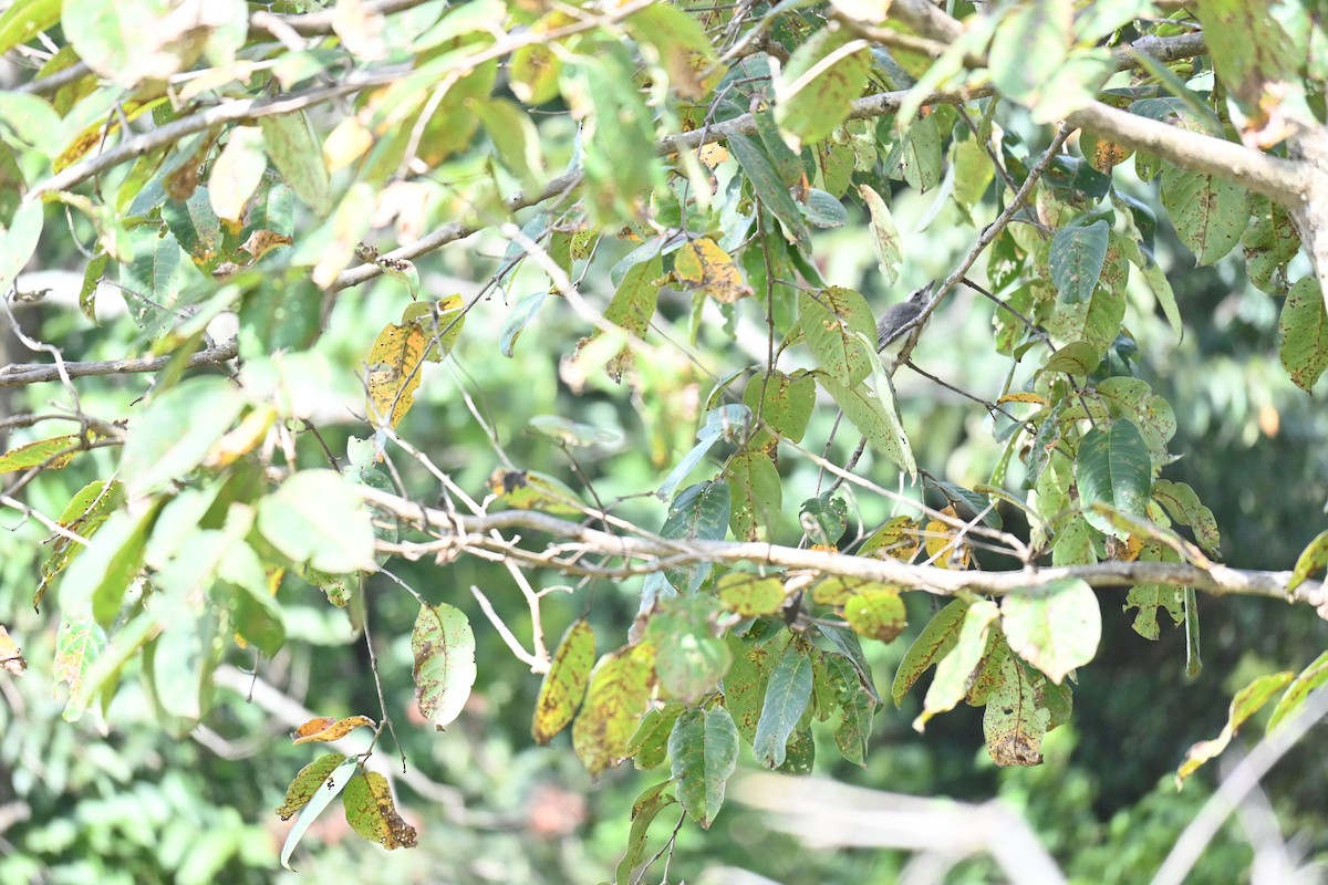 Common Woodshrike - ML644520877