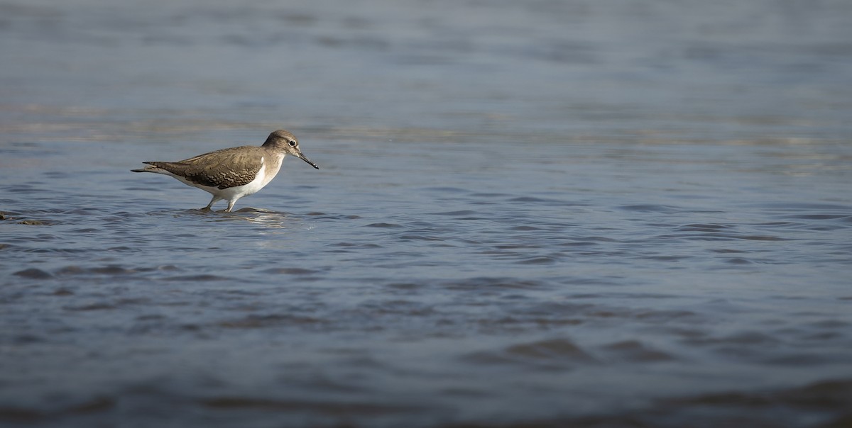 磯鷸 - ML644520885