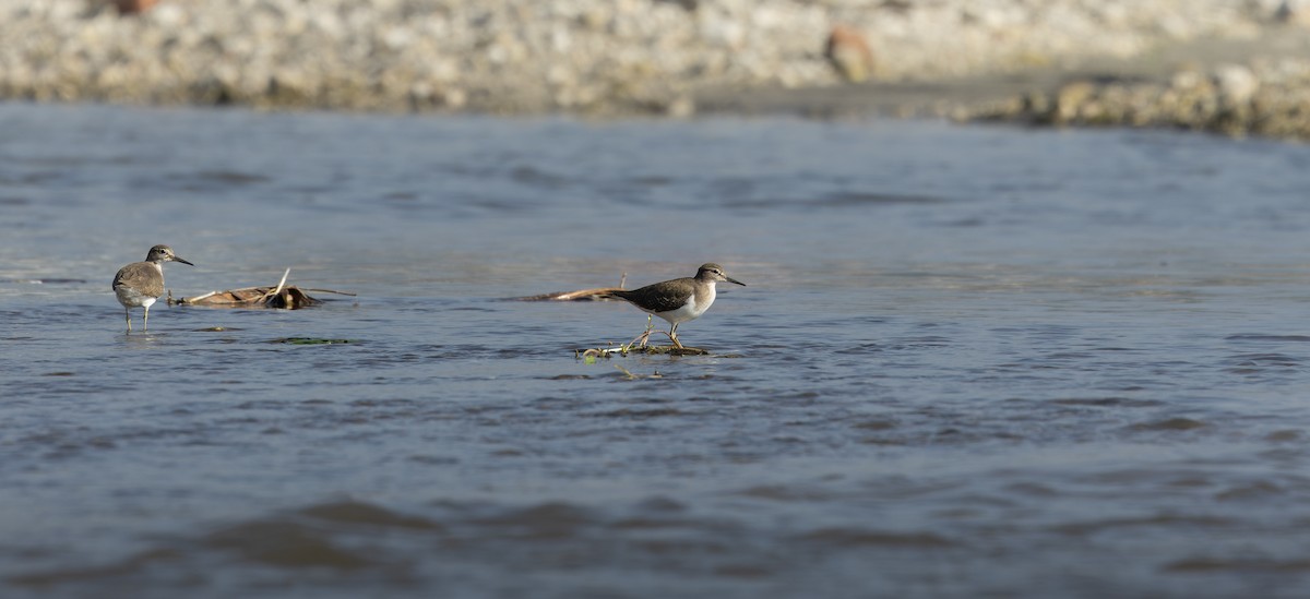 磯鷸 - ML644520888