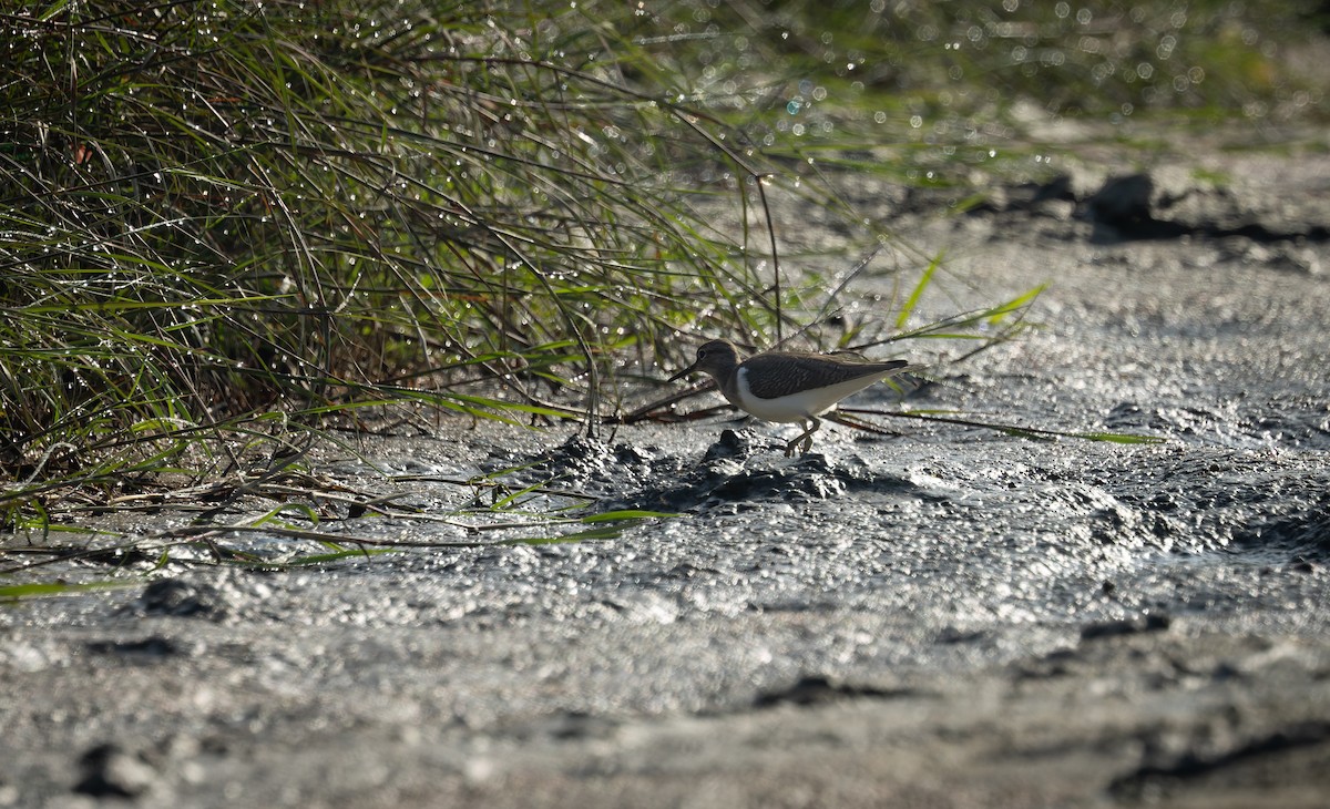 磯鷸 - ML644520889