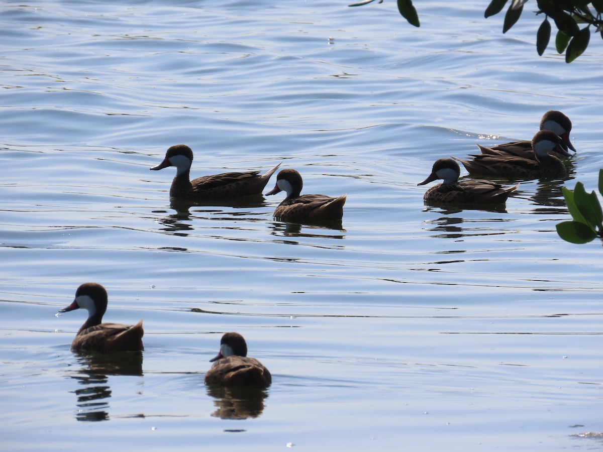 Ak Gerdanlı Kılkuyruk - ML644520893