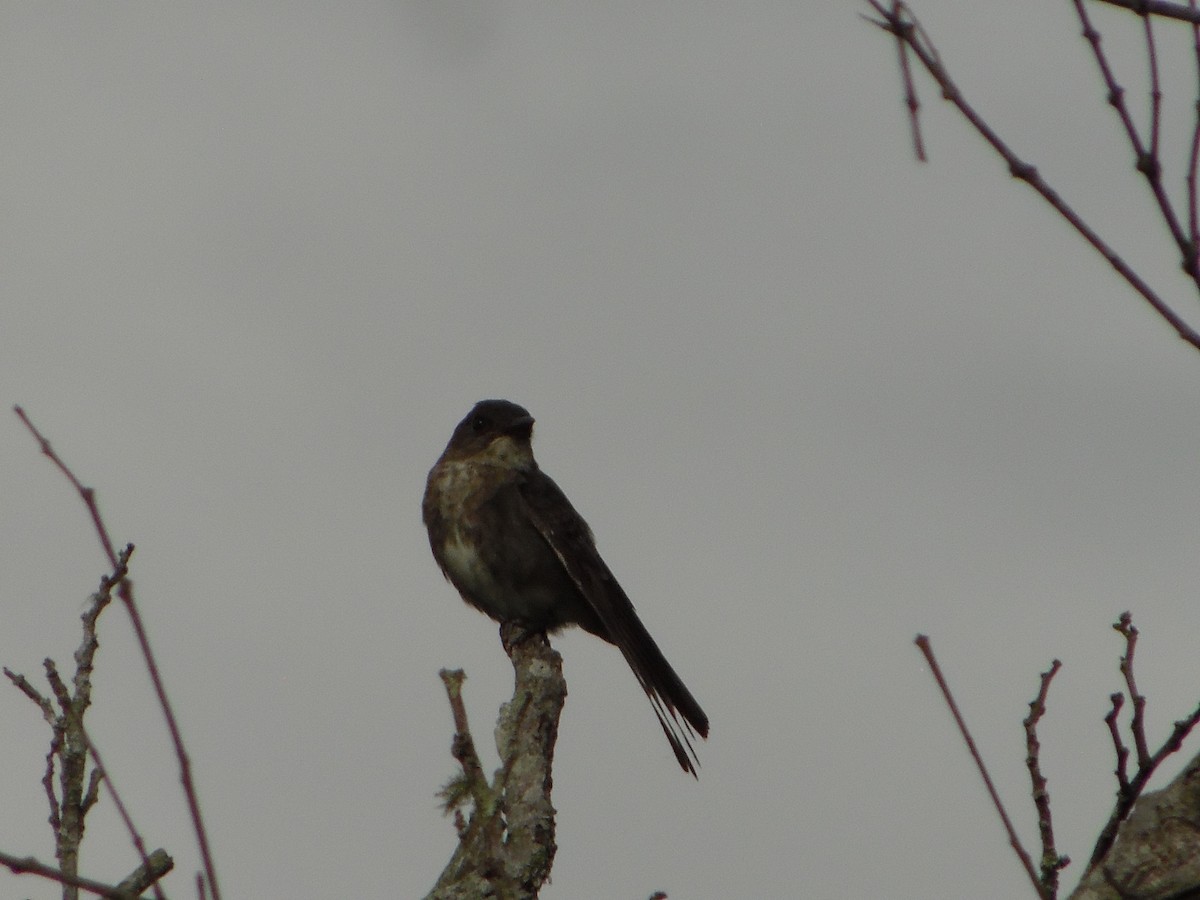 Olive-sided Flycatcher - ML644520894