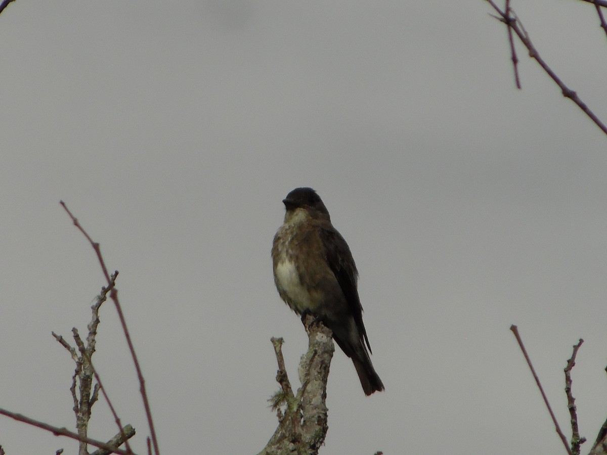 Olive-sided Flycatcher - ML644520895