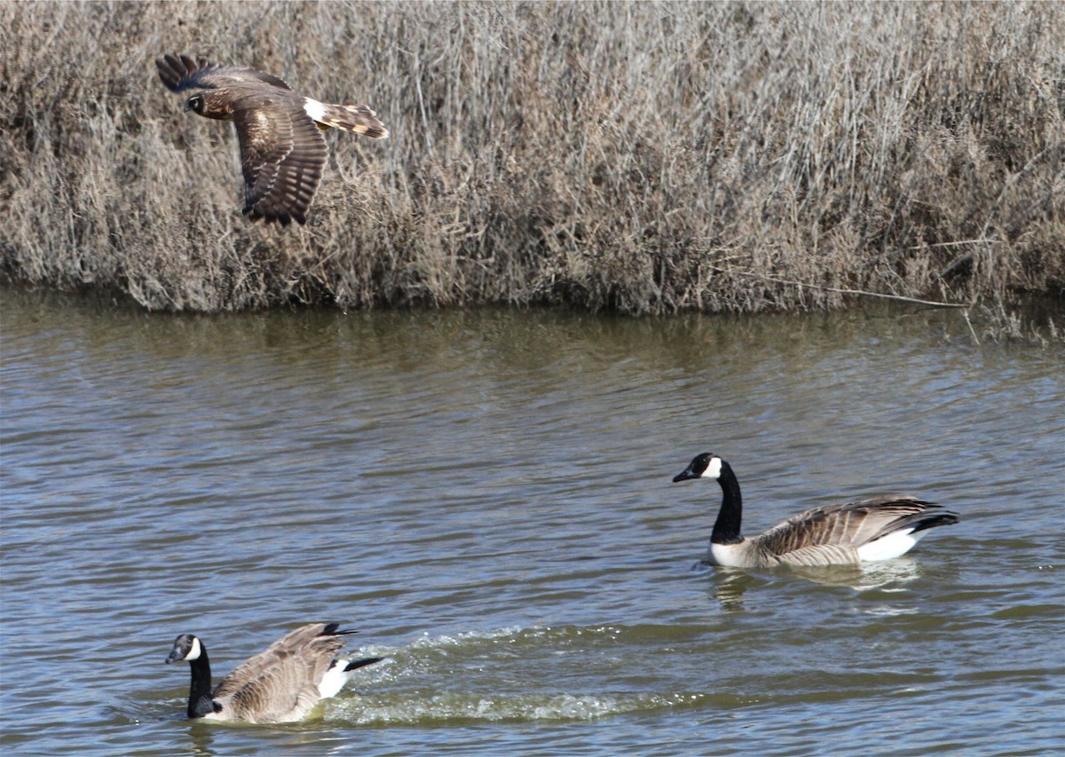 Canada Goose - ML644520897