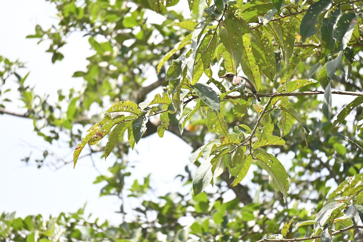 Common Woodshrike - ML644520899
