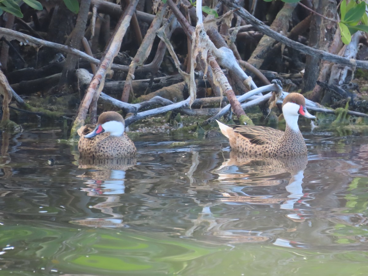 White-cheeked Pintail - ML644520900