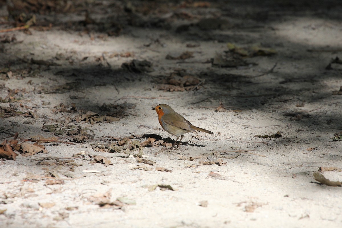 červenka obecná - ML644520901