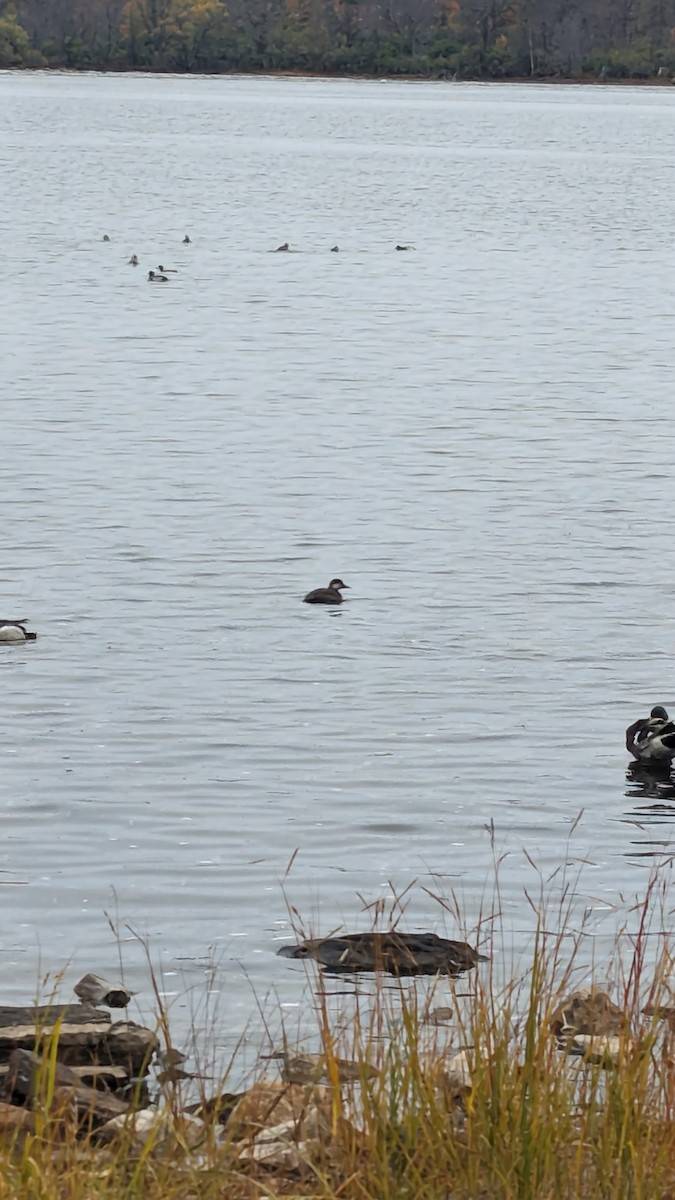 Black Scoter - ML644520906