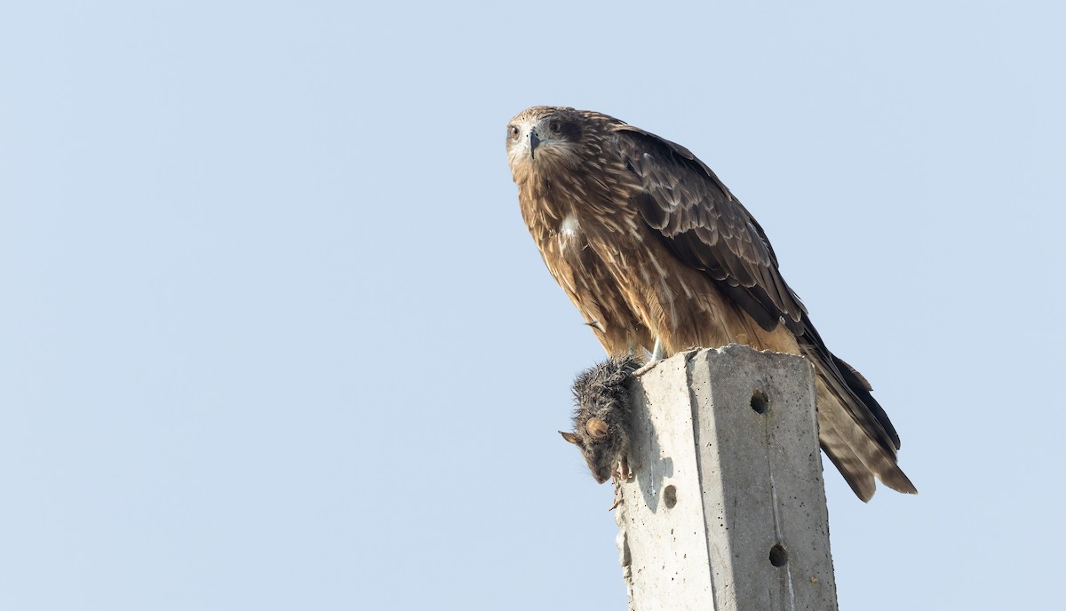 Чёрный коршун - ML644520909