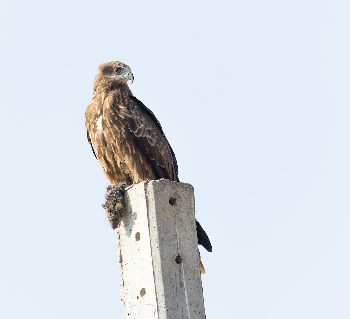 Чёрный коршун - ML644520911