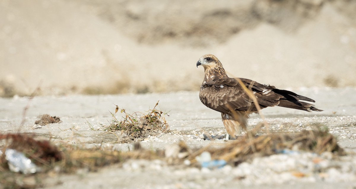 Чёрный коршун - ML644520912