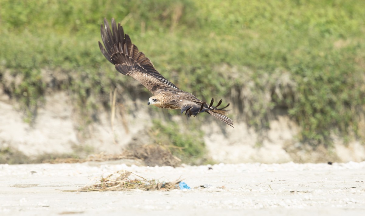 Чёрный коршун - ML644520913