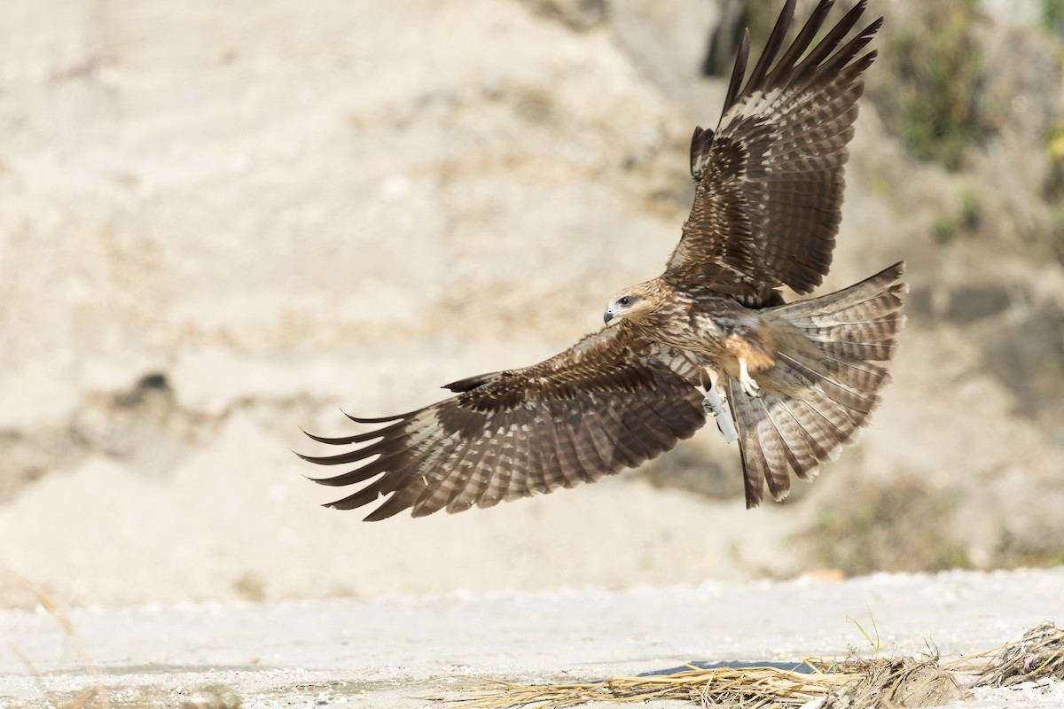 Чёрный коршун - ML644520914