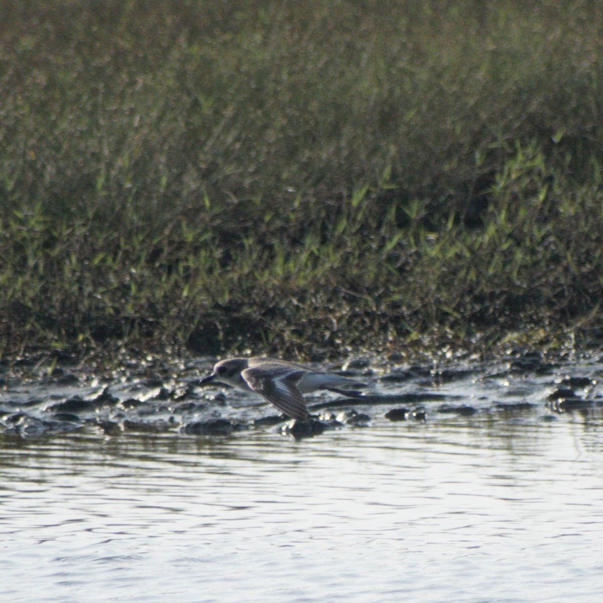 Tibetan Sand-Plover - ML644520915