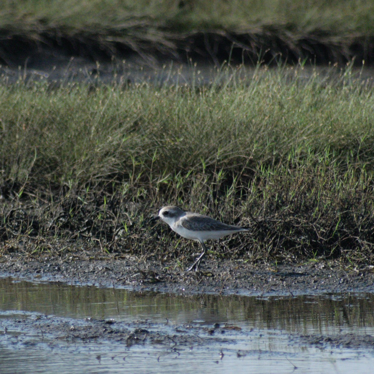 Tibetan Sand-Plover - ML644520916
