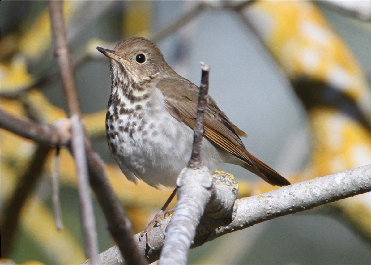 Grive solitaire - ML644520918