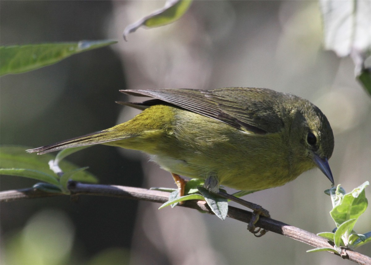 Orange-crowned Warbler - ML644520920