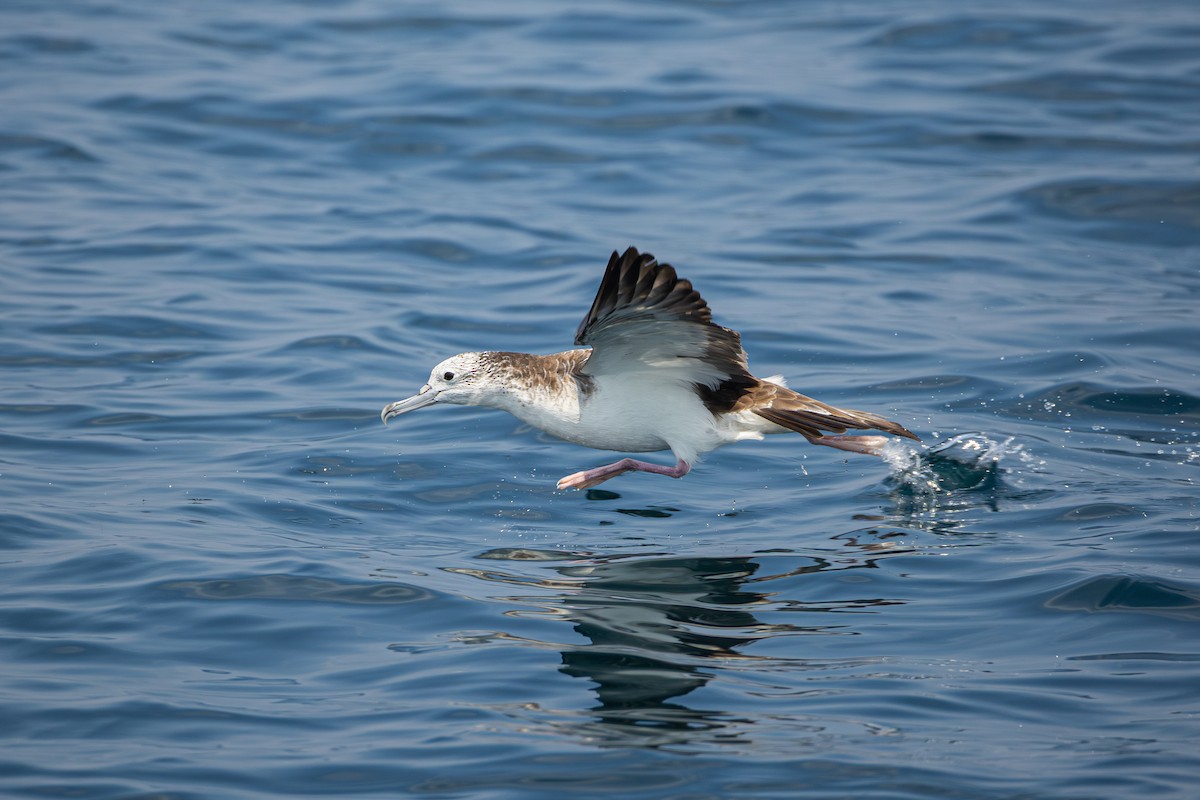 Streaked Shearwater - ML644520922