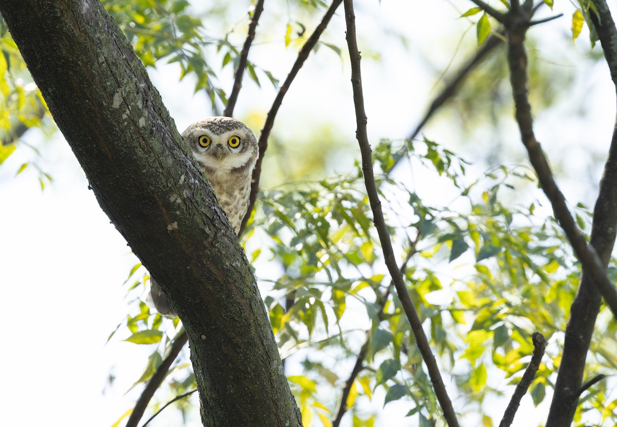 Браминский сыч - ML644520923