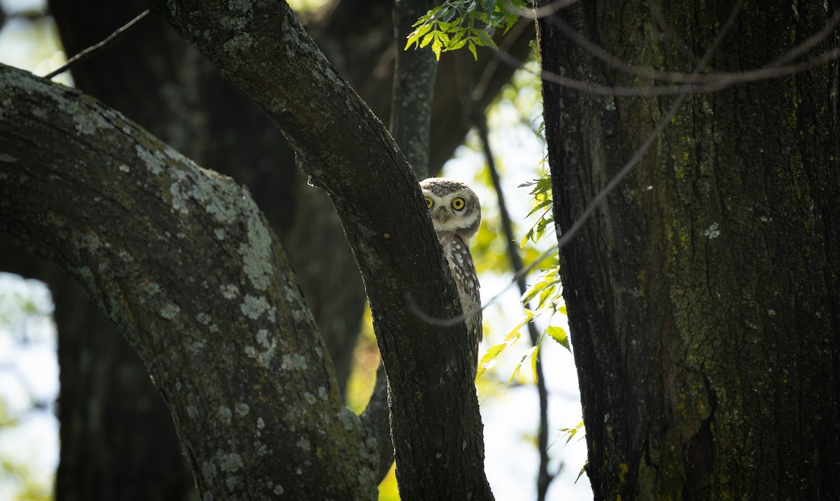 Браминский сыч - ML644520924