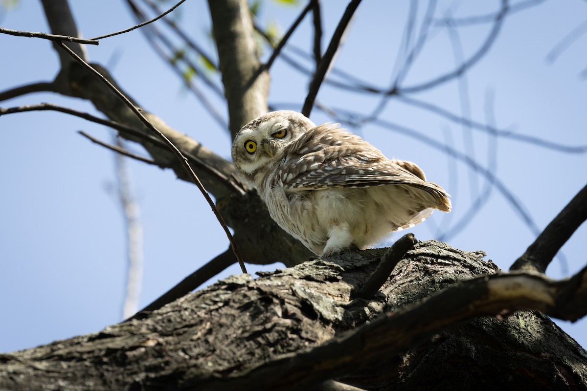 Браминский сыч - ML644520925