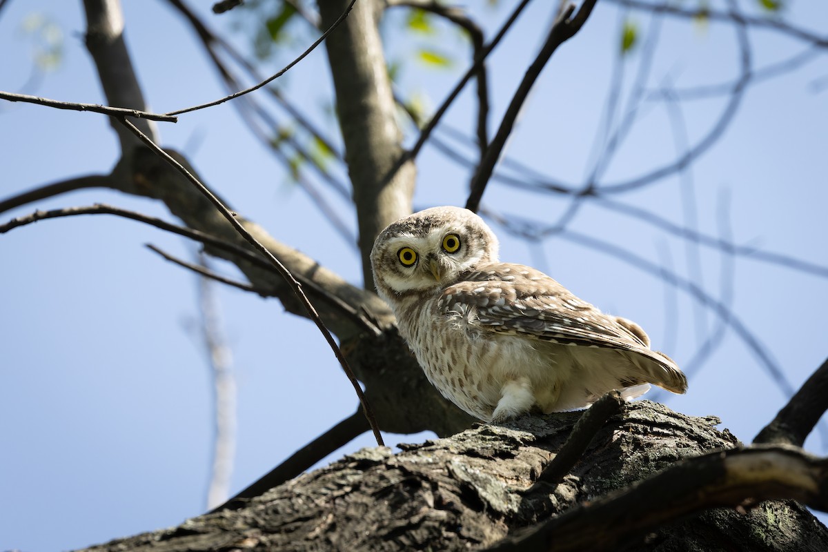 Браминский сыч - ML644520926