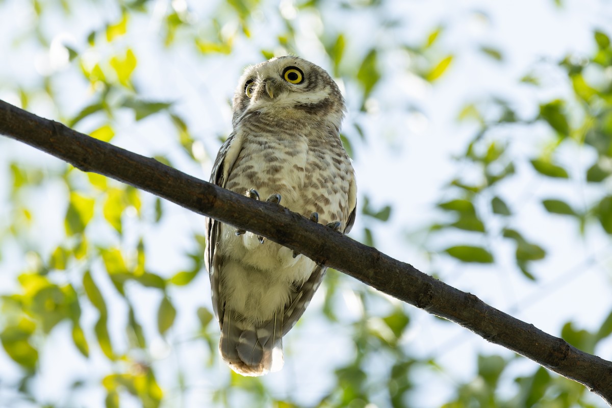 Браминский сыч - ML644520927