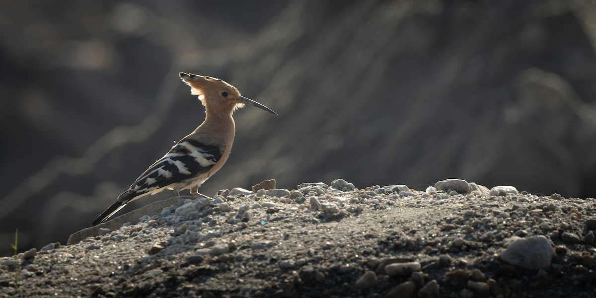 Удод (группа epops) - ML644520939