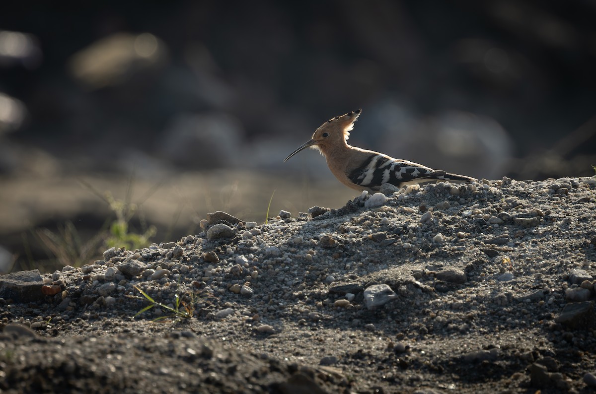 Удод (группа epops) - ML644520940