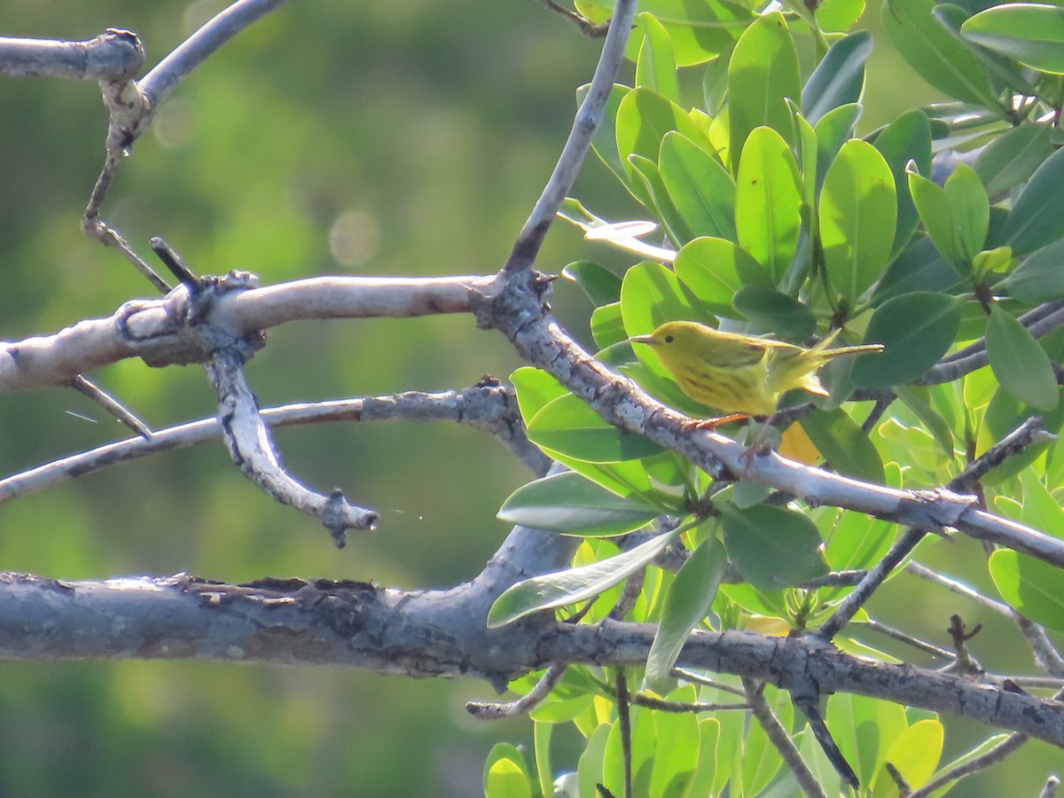 Northern/Mangrove Yellow Warbler - ML644520944