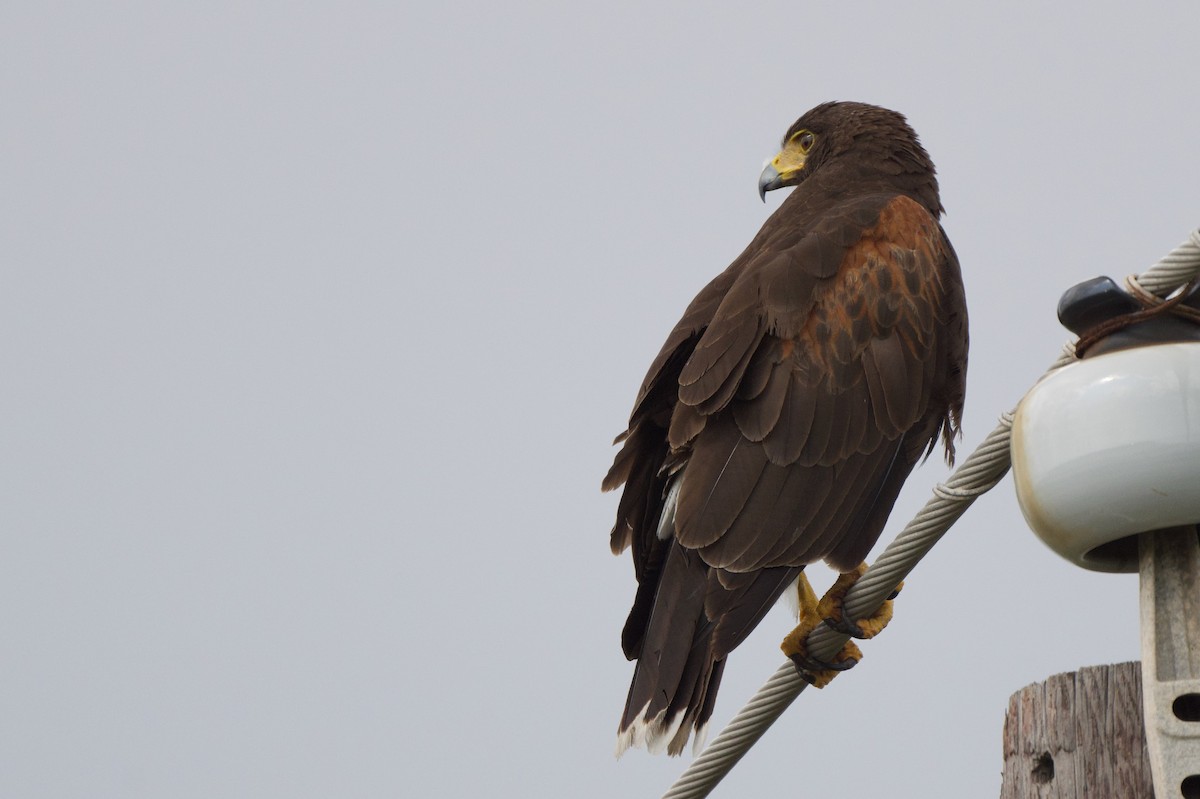 káně Harrisova - ML644520946