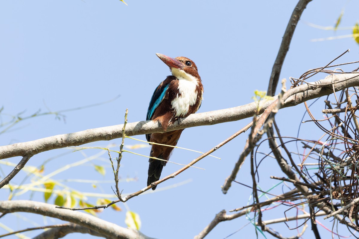 Красноносый зимородок - ML644520947