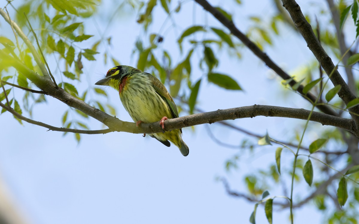 Coppersmith Barbet (Western Yellow-faced) - ML644520954