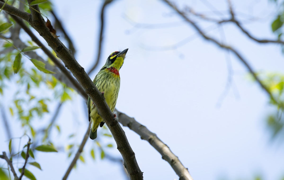 Coppersmith Barbet (Western Yellow-faced) - ML644520955