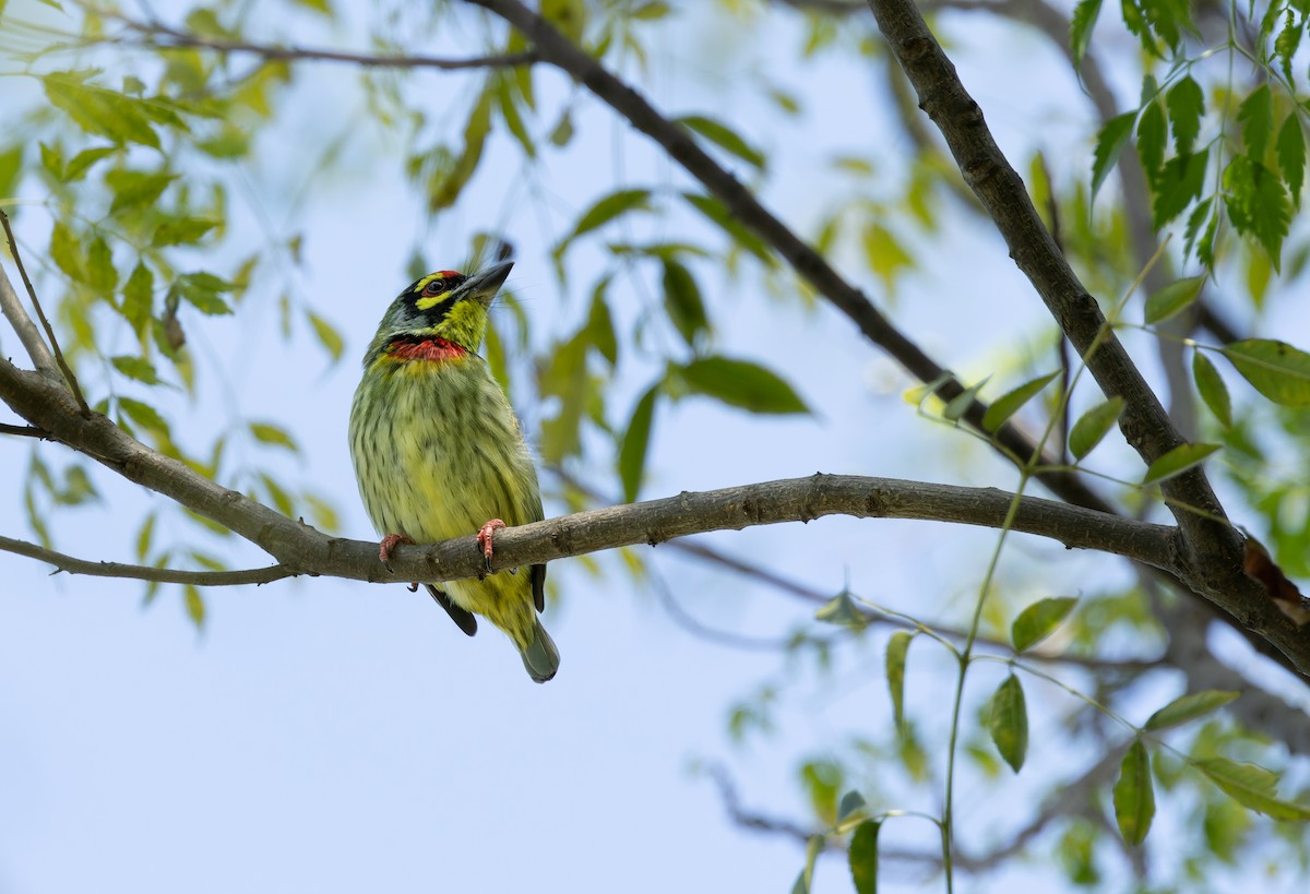 Coppersmith Barbet (Western Yellow-faced) - ML644520956