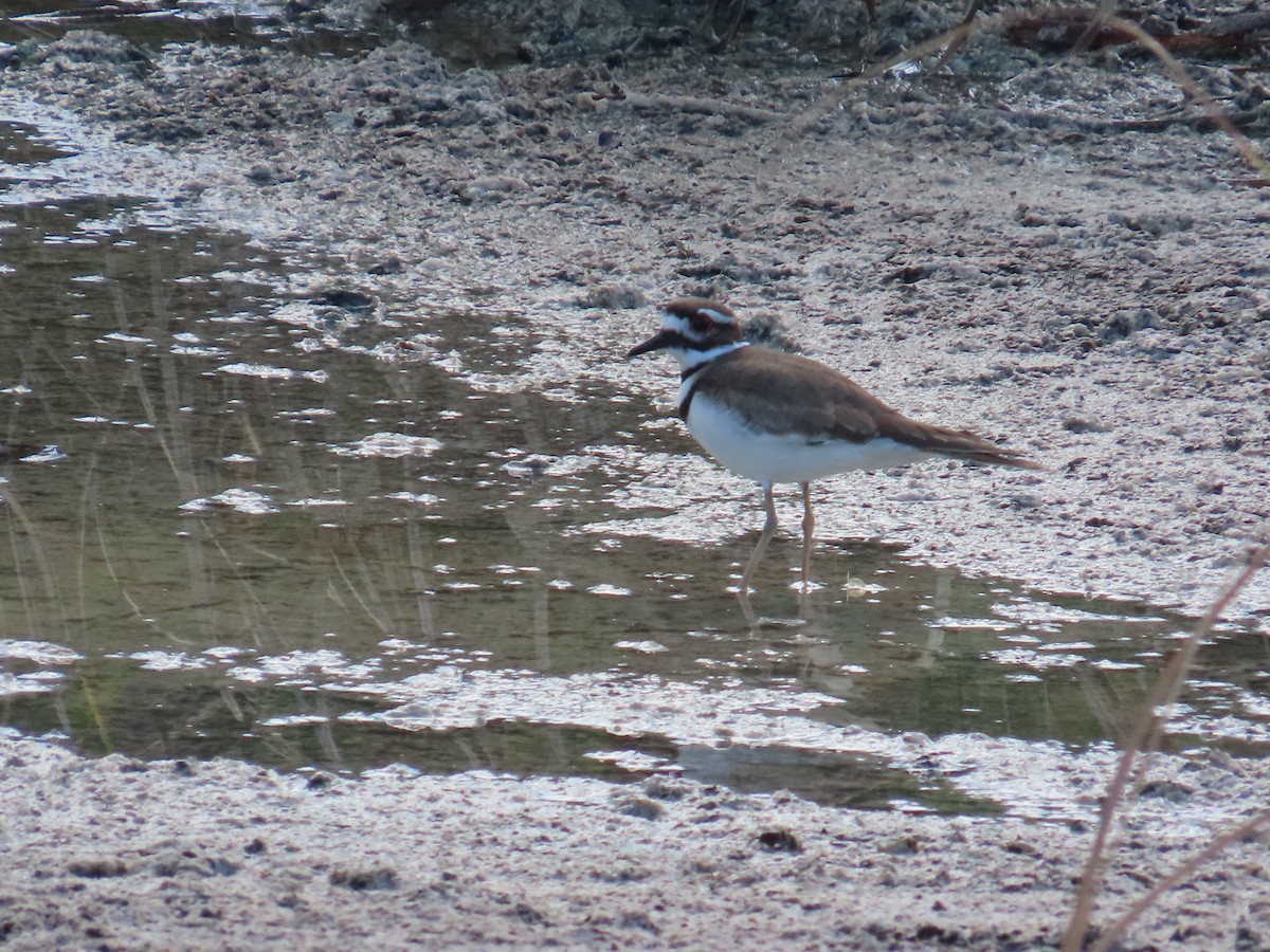 Killdeer - ML644520958