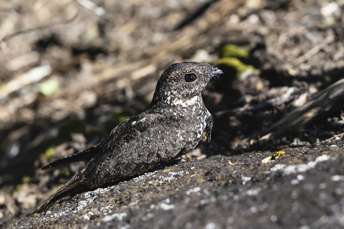 Pygmy Nightjar - ML644520959