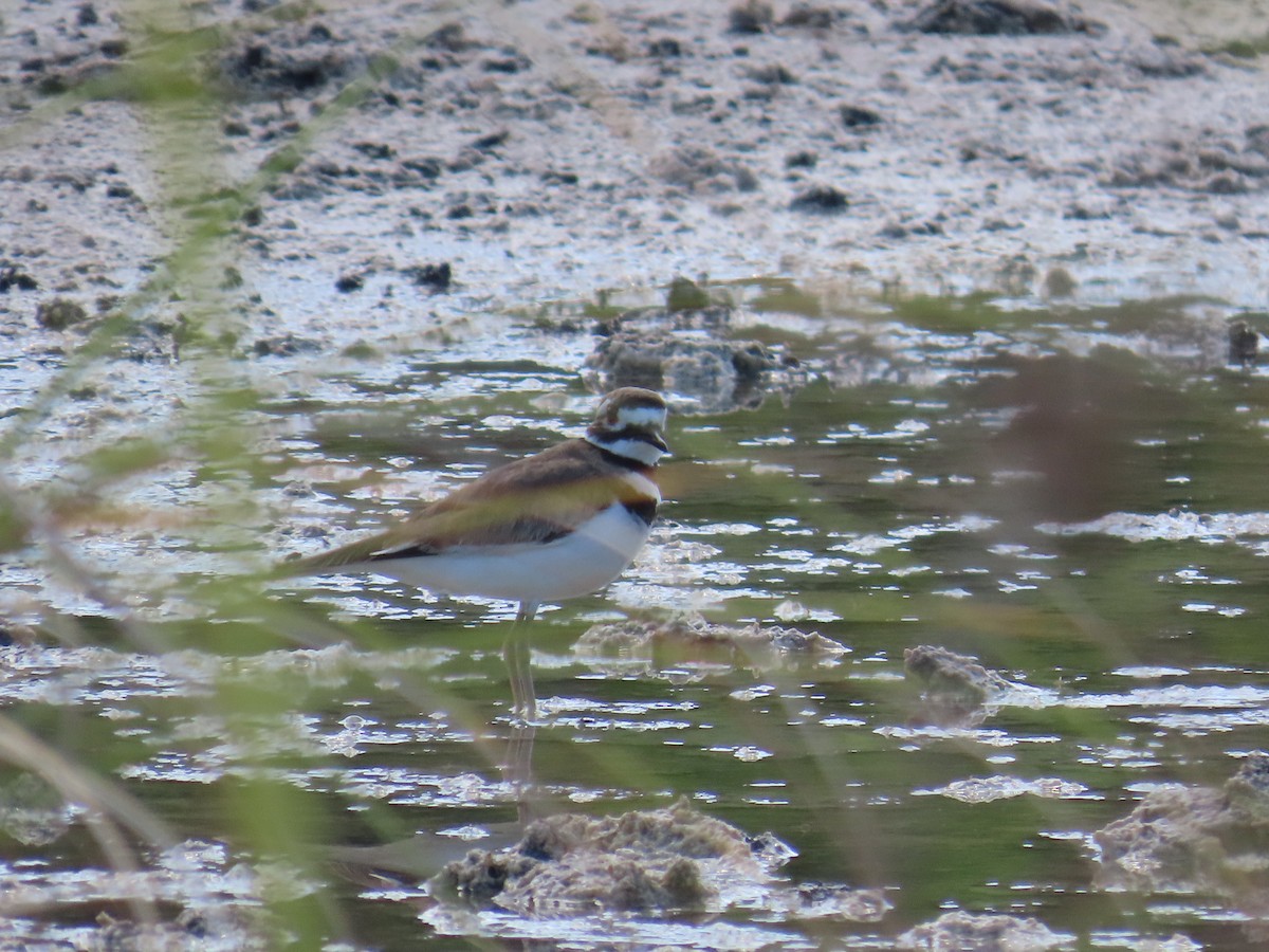 Killdeer - ML644520961