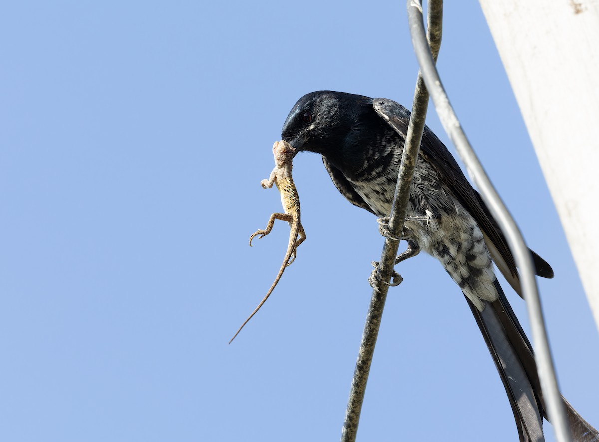 drongo černý - ML644520962