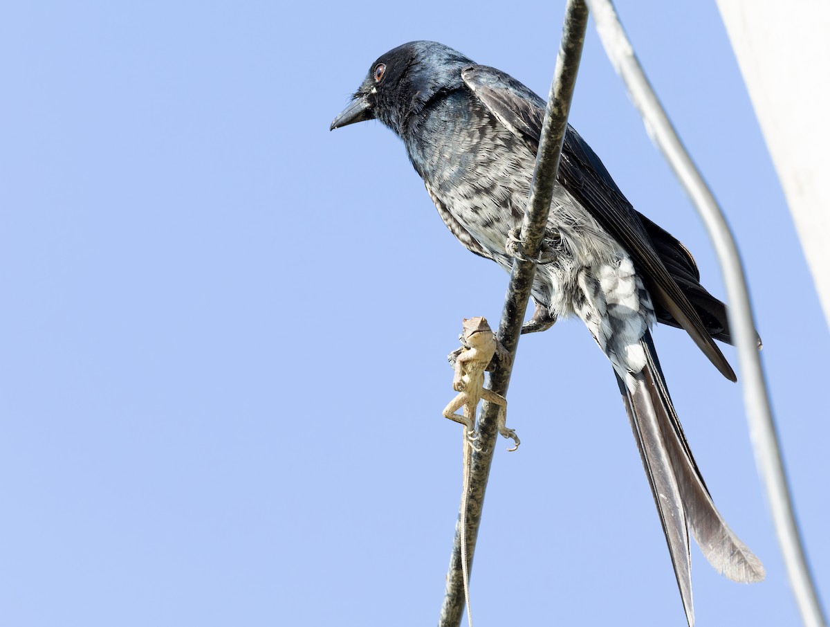 drongo černý - ML644520963