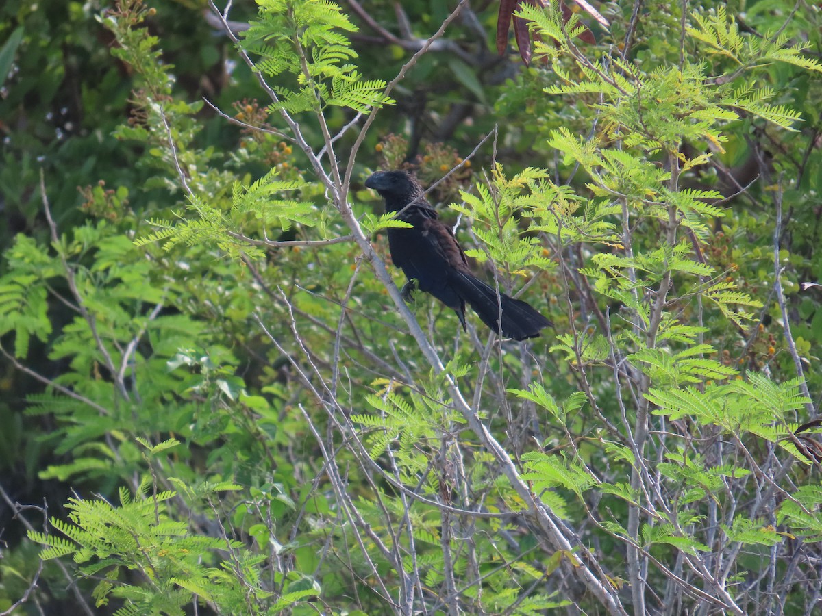 Smooth-billed Ani - ML644520965